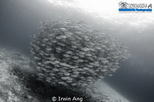 C I R C L I N G
Jack fish
Similon, Cebu. Philippines 2014 by Irwin Ang 